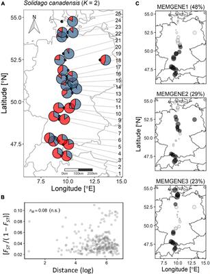 Traces of Genetic but Not Epigenetic Adaptation in the Invasive Goldenrod Solidago canadensis Despite the Absence of Population Structure